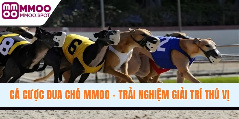 Cá Cược Đua Chó - Sự Giao Thoa Tốc Độ Và Giải Trí Thú Vị