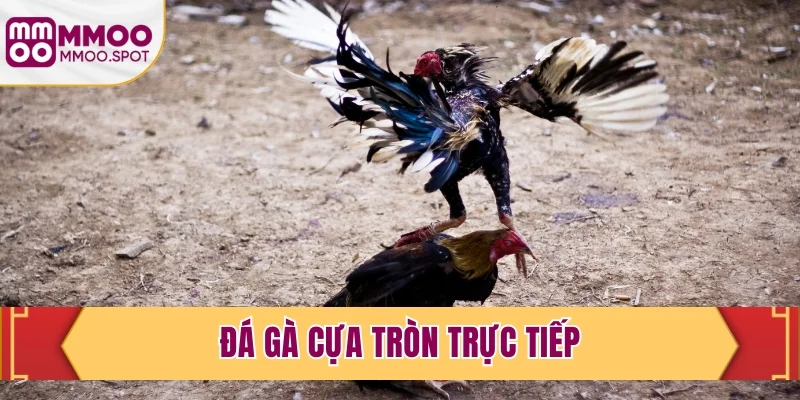 Đá Gà Cựa Tròn Trực Tiếp - Xem Live Với Chất Lượng 4K